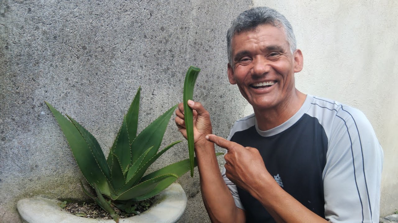 Babosa para hemorróidas; passo a passo.