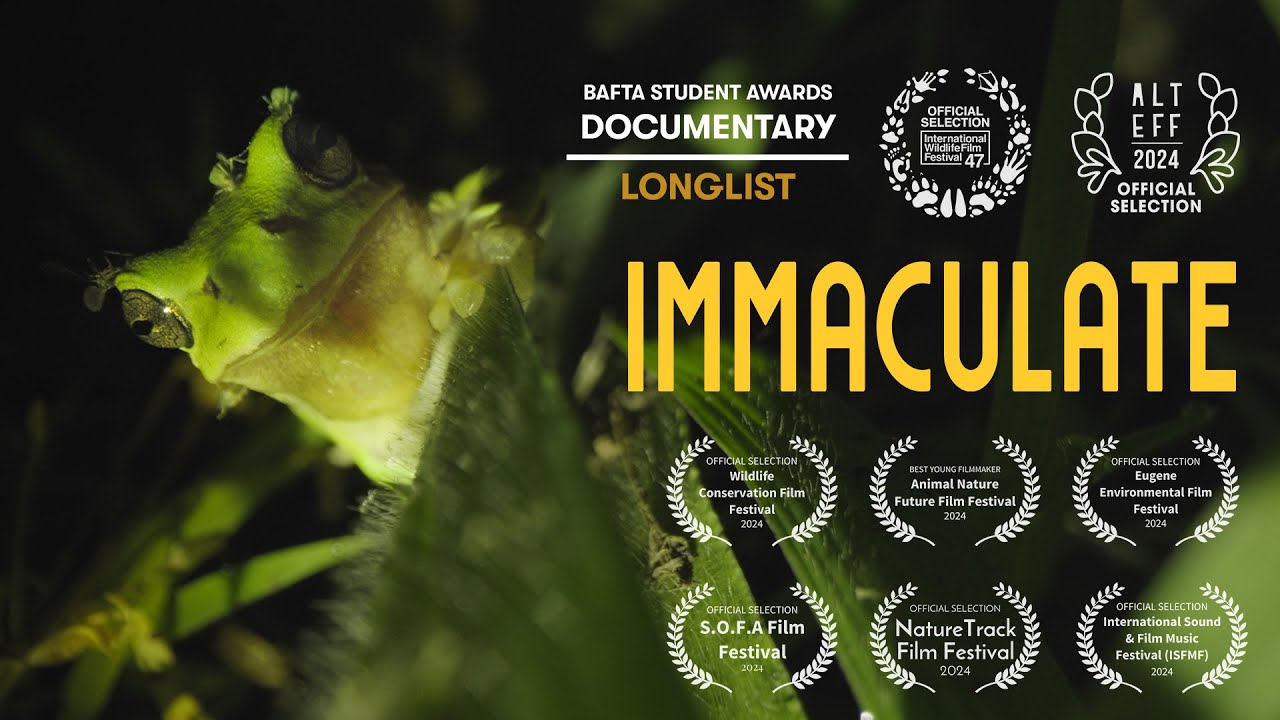 Saving a rare Chinese frog | Award-winning Documentary: Immaculate