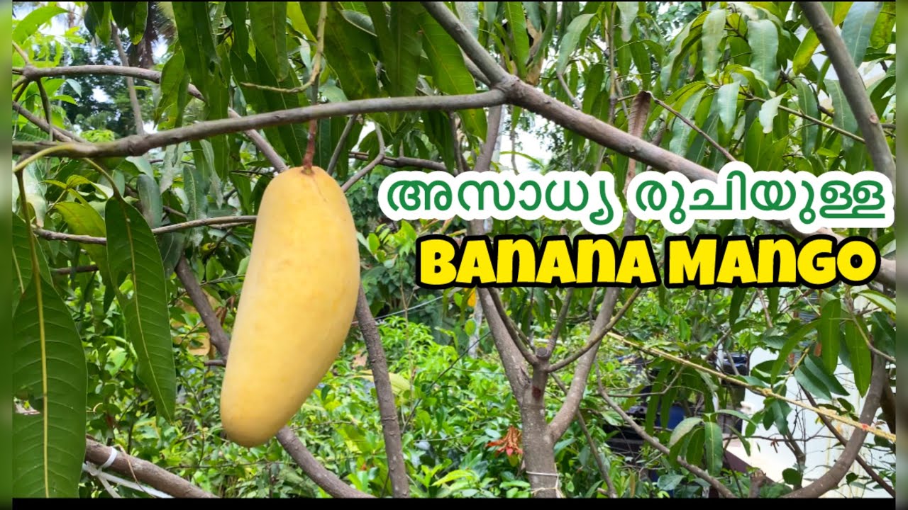 വീട്ടിൽ നിർബന്ധമായും നട്ടു പിടിപ്പിക്കേണ്ട മാവുകൾ | BANANA MANGO