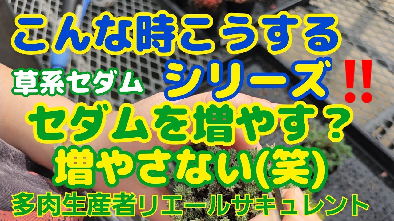 【多肉植物】【こんな時こうする】【草系セダム】こんな時こうする‼️シリーズ‼️セダムを増やす？増やさない？(笑)2026年2月22日