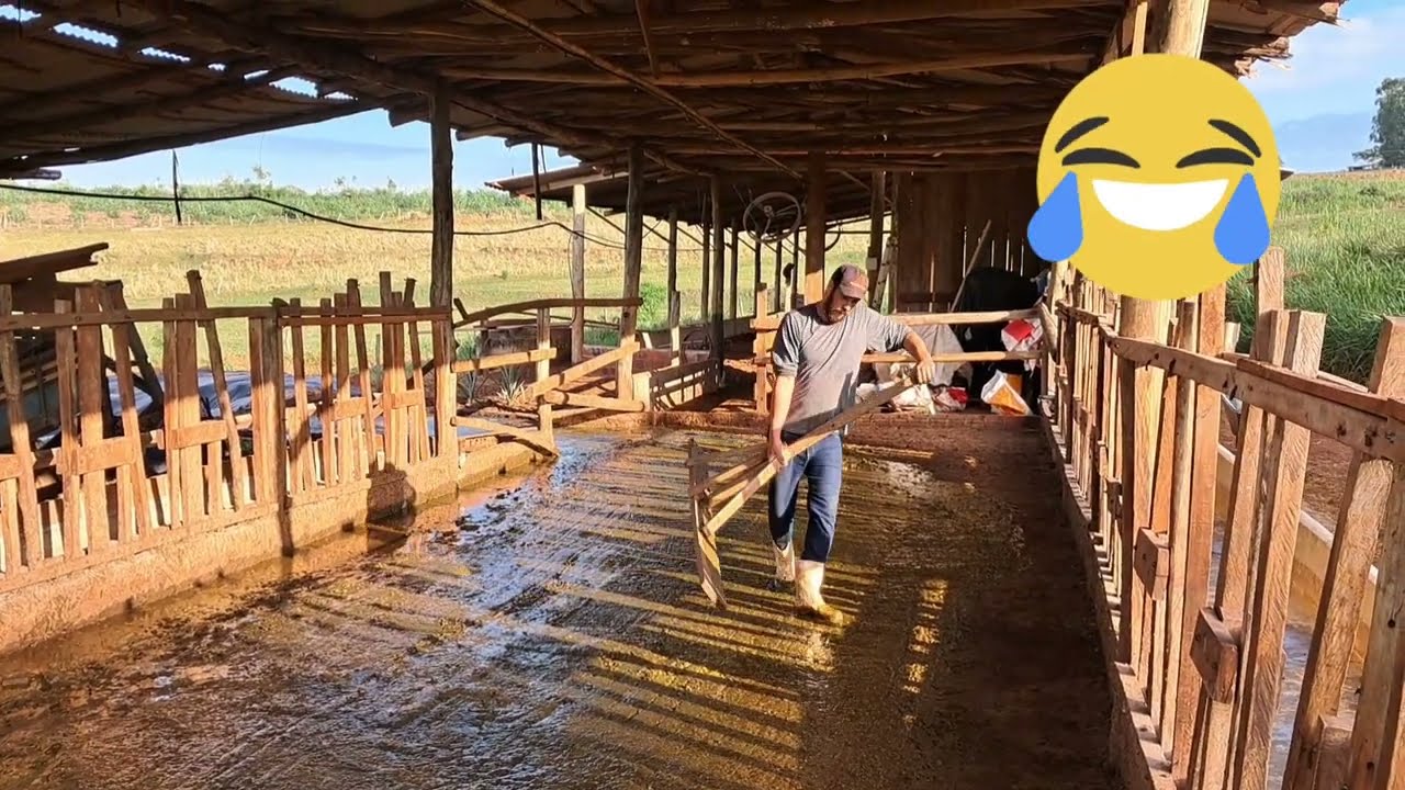 valor das vaca na minha regiao e fiz a rotina das vaca de manhã