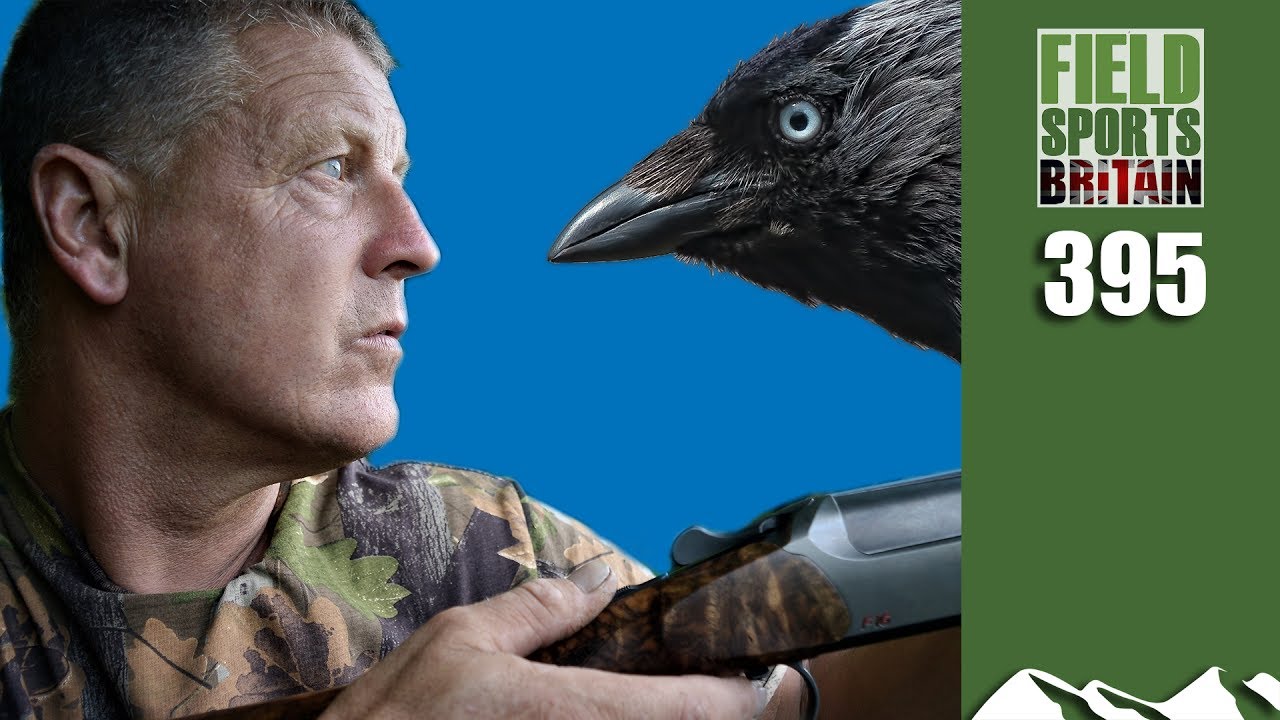 Fieldsports Britain - Crow vs Jackdaw