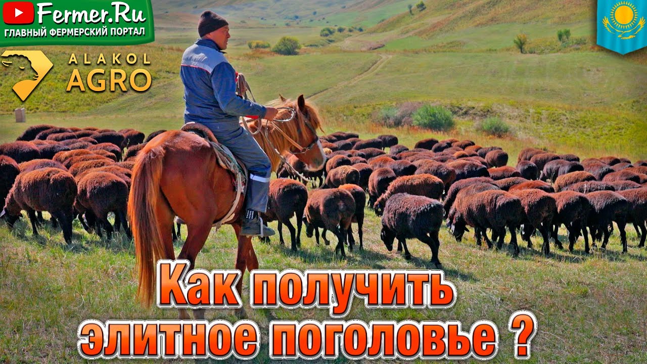 Эдильбай &times; казахская грубошёрстная: селекция и показатели веса. Мощные овцы в отаре