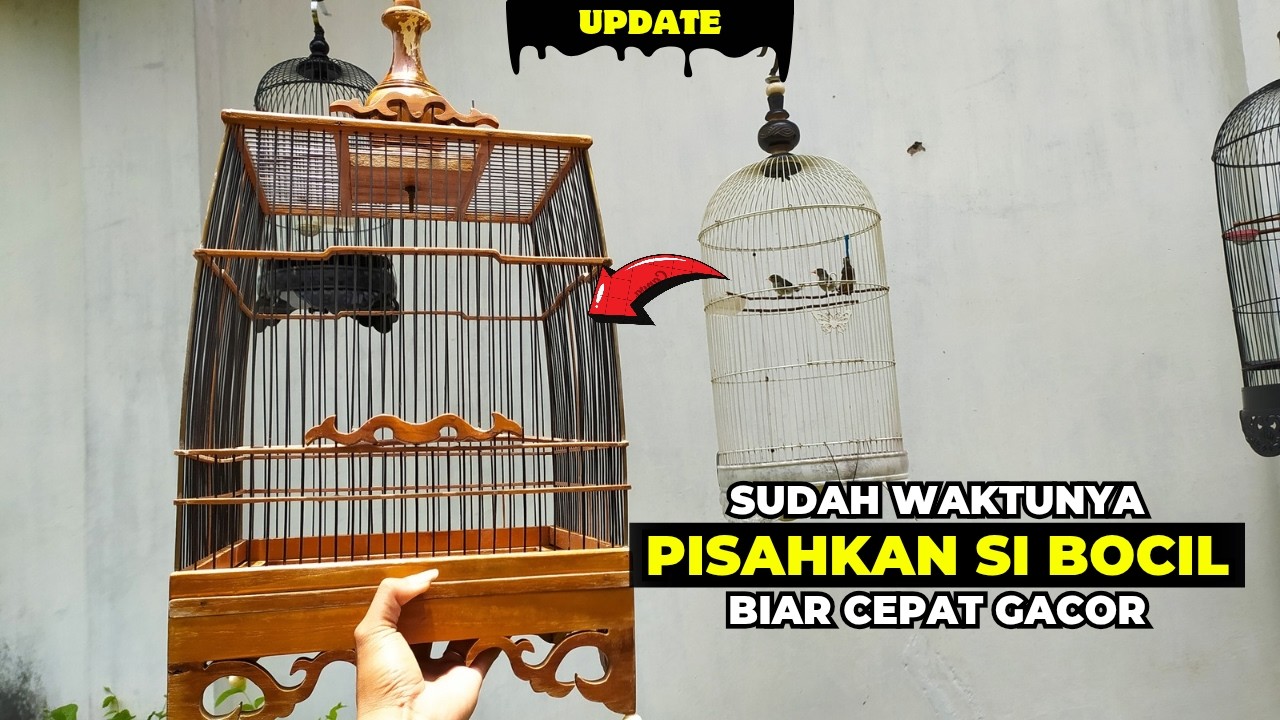 BOCIL CALON GACOAN❗SUDAH WAKTUNYA KITA PISAH BIAR CEPAT GACOR❗