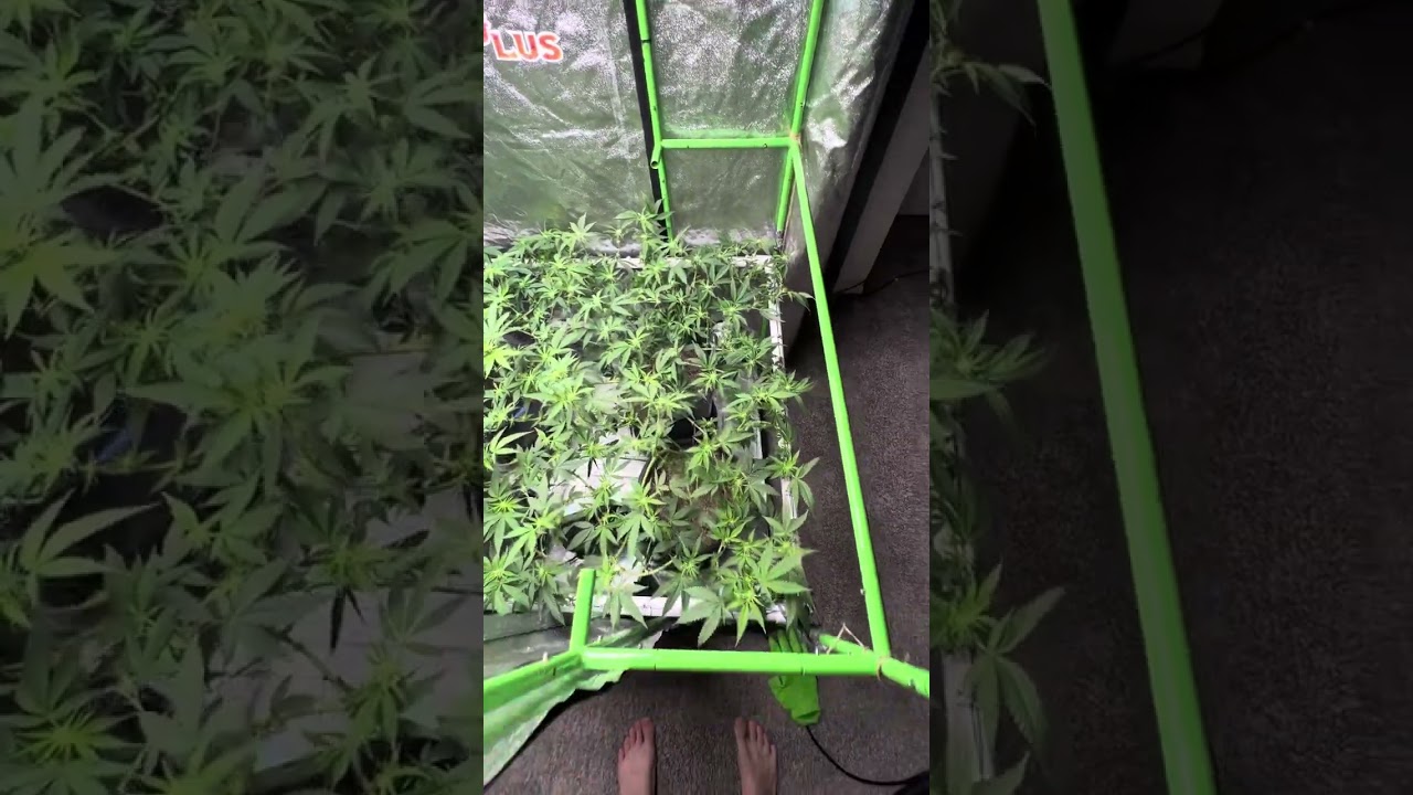 Clone you harvest: Grape Diamonds week 2 of flower under the BloomPlus XP3000