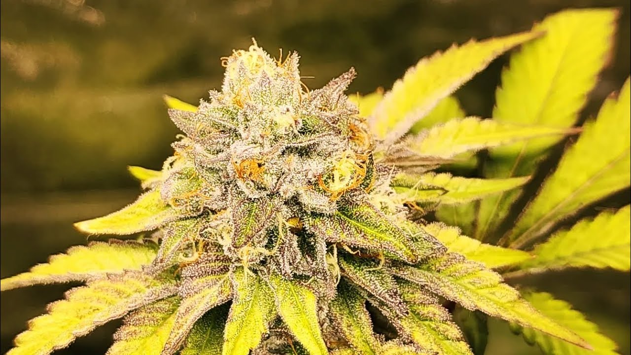 Gelato 33 clones 🪴 at flower week 7 day 44 +20 veg 😁 pollinated with 90s Blueberry 🫐