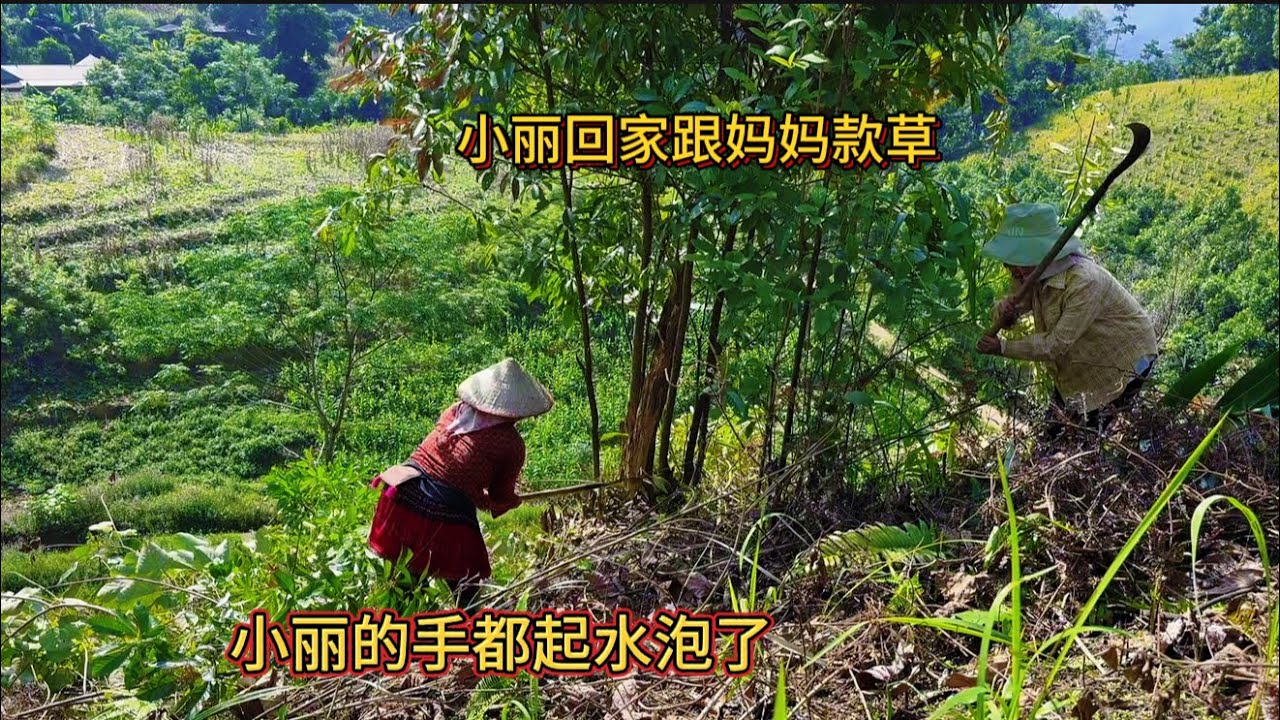 今天小丽跟妈妈去干活款草，天气太热了小丽晒黑了，Today Xiaoli went to work with her mother