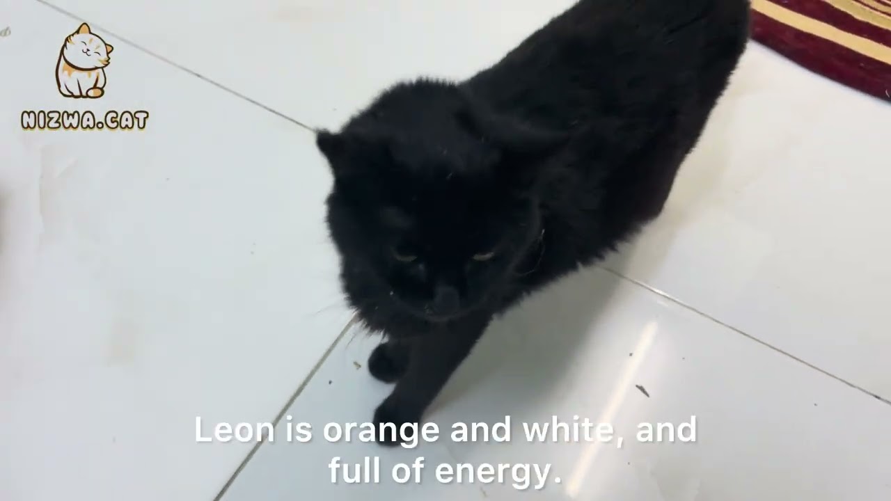 Kitten Orange Cat 🐈 Takes Playtime Very Seriously | relax time | Persian Cats 🐱 kittens 🐱 
