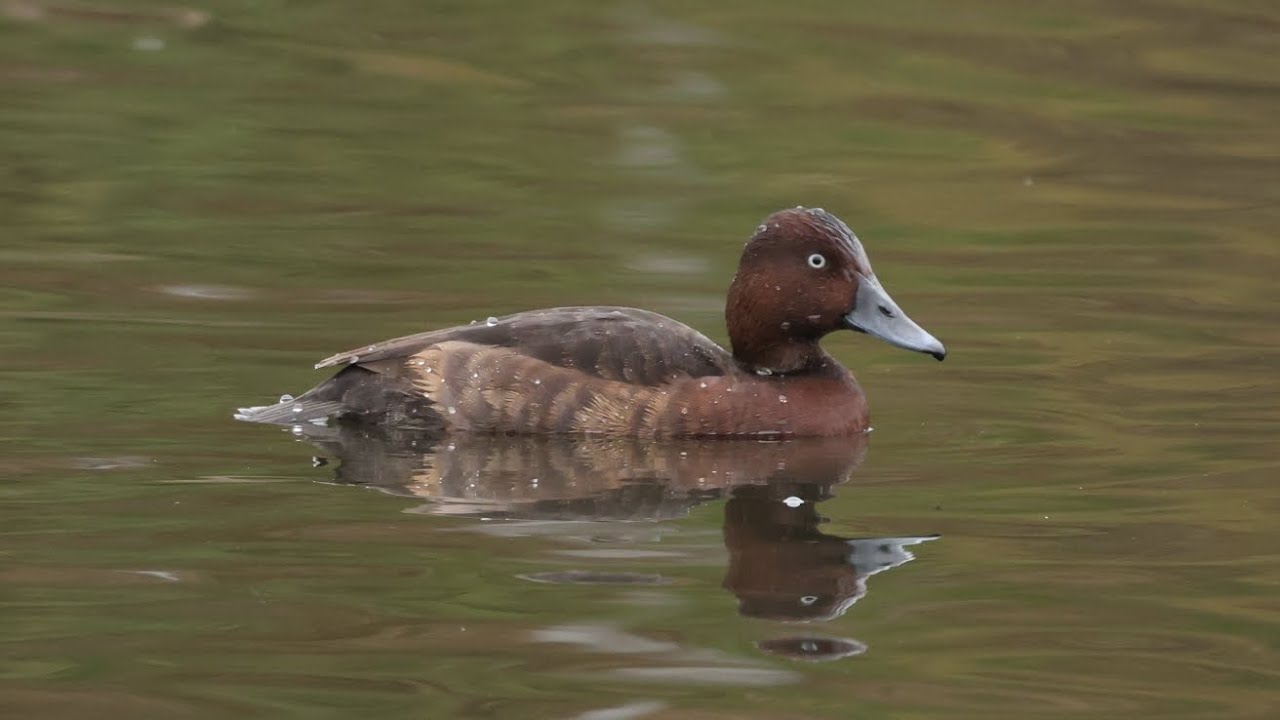 Vitögd Dykand, Aythya Nyroca, Ferruginous Duck. Lund Sweden 2024