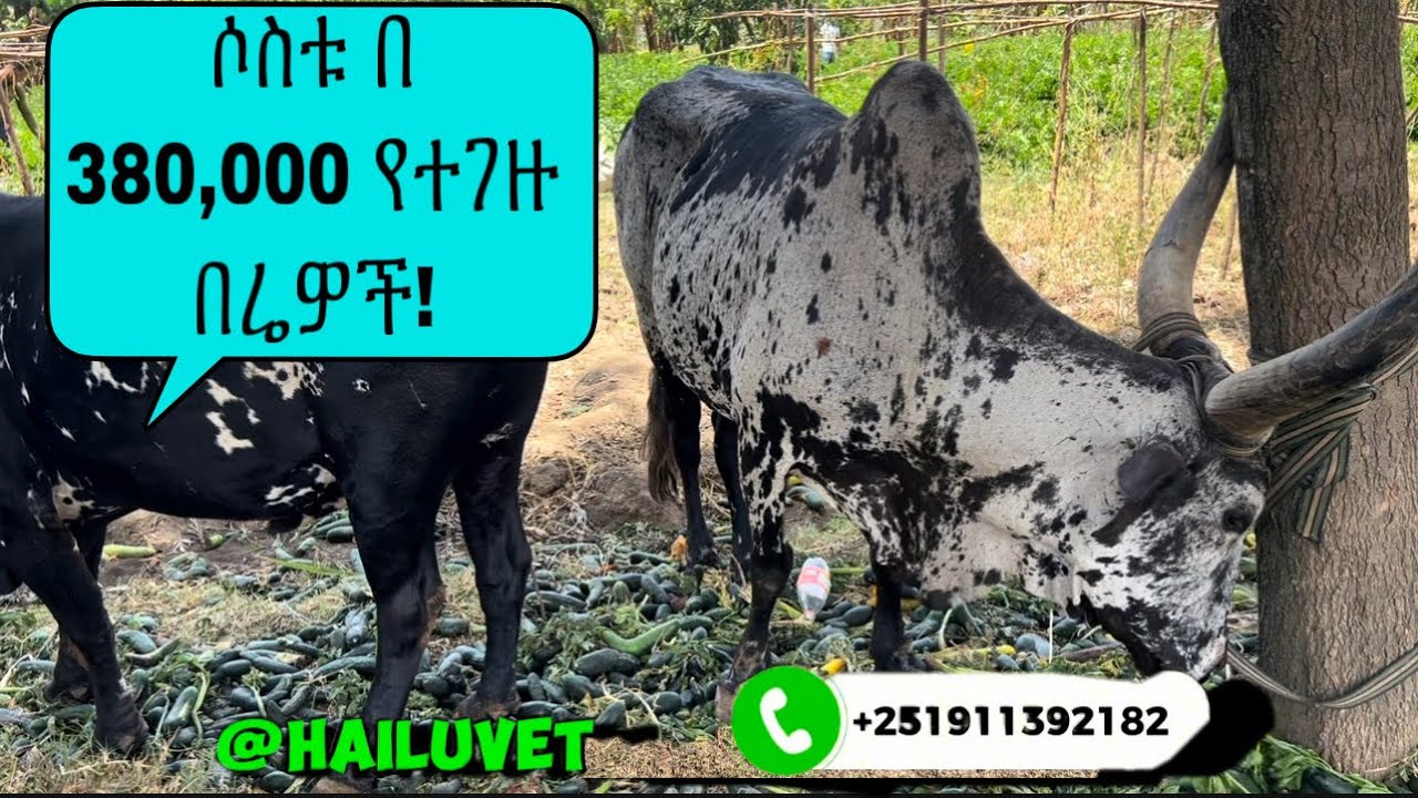 እያንዳዳቸውን  125  ሺ  የተገዙ በሬዎችን ማደለብ!