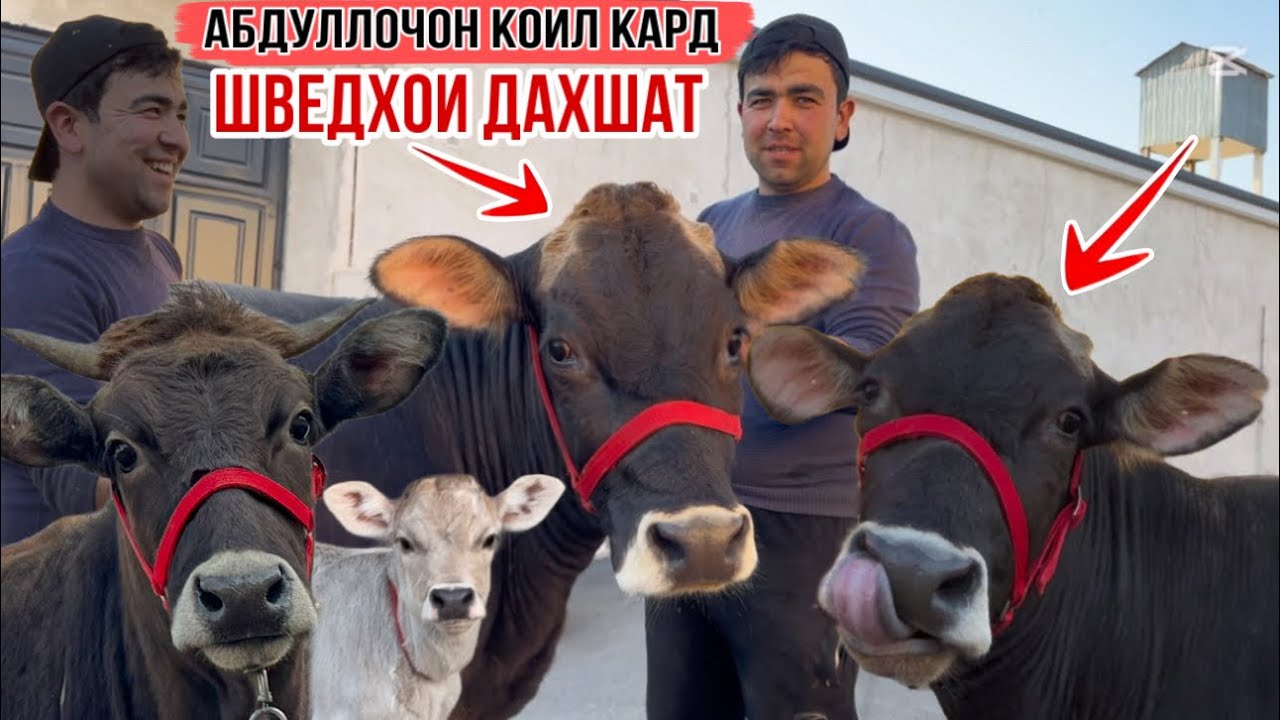 ШВЕДХОИ ДАХШАТ АЗ АБДУЛЛОҶОН ИНХЕЛ СИФАТ БОРИ АВВАЛ 23 февраля 2026 г.