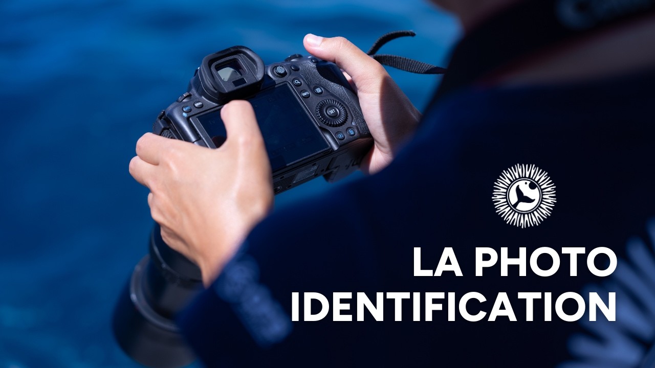 Découvrez la photo-identification  :  chaque baleine a son empreinte