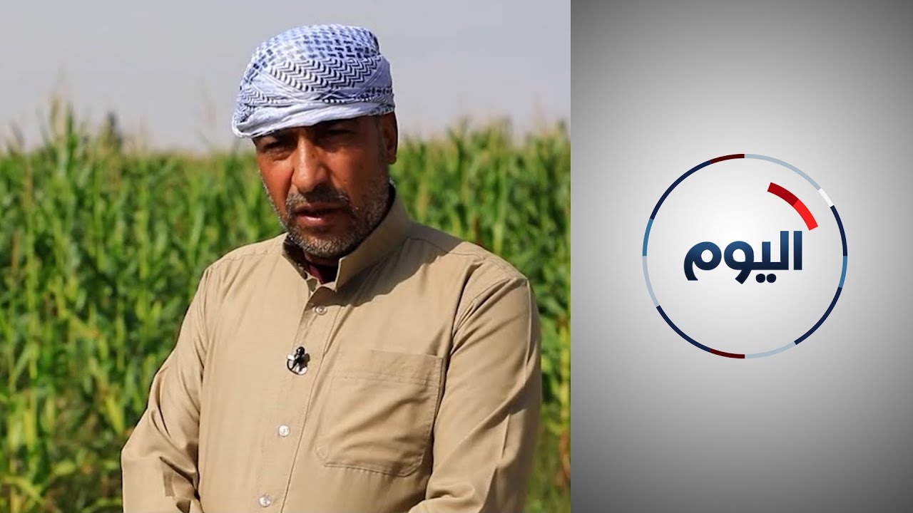سوريا.. المزارعون يتوجهون لزراعة الذرة بسبب سرعة حصادها
