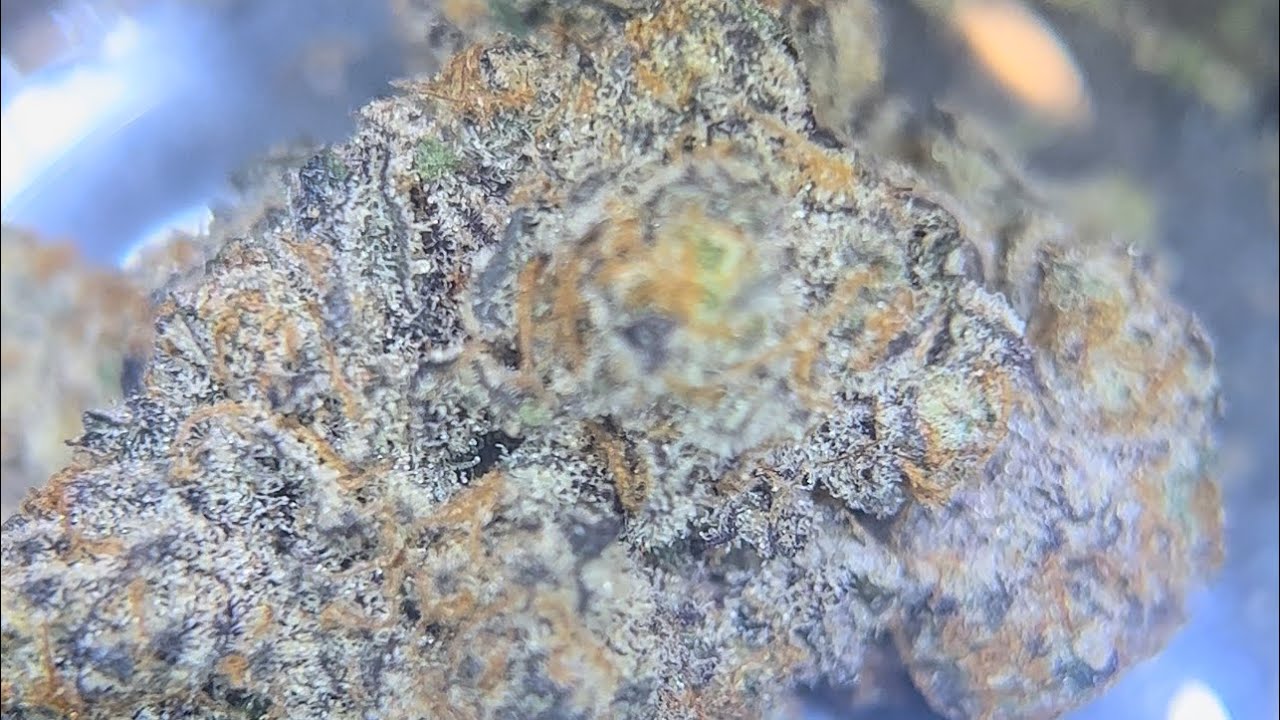 Slumper #1 : Bay Area cannabis seeds- grew by prolific genetics