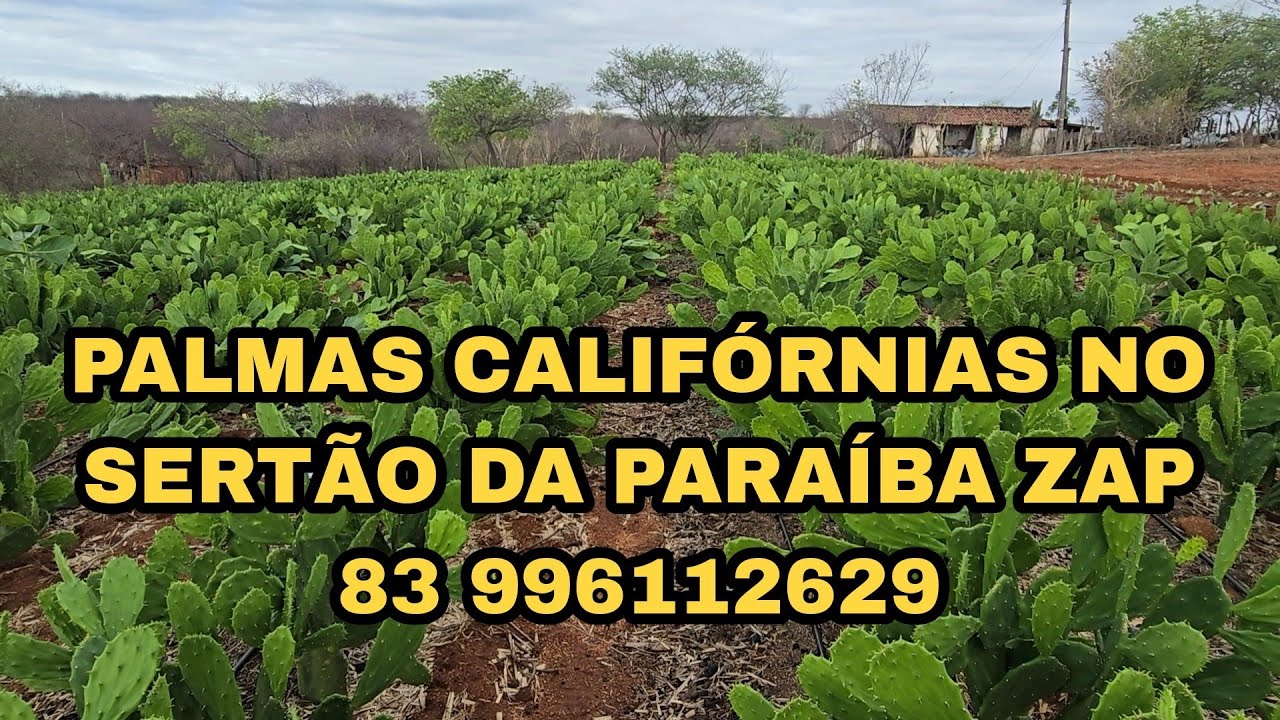 PALMAS CALIFÓRNIAS NO SERTÃO DA PARAÍBA   https://chat.whatsapp.com/HT8AdR5c63c9IsXBq6p1Op
