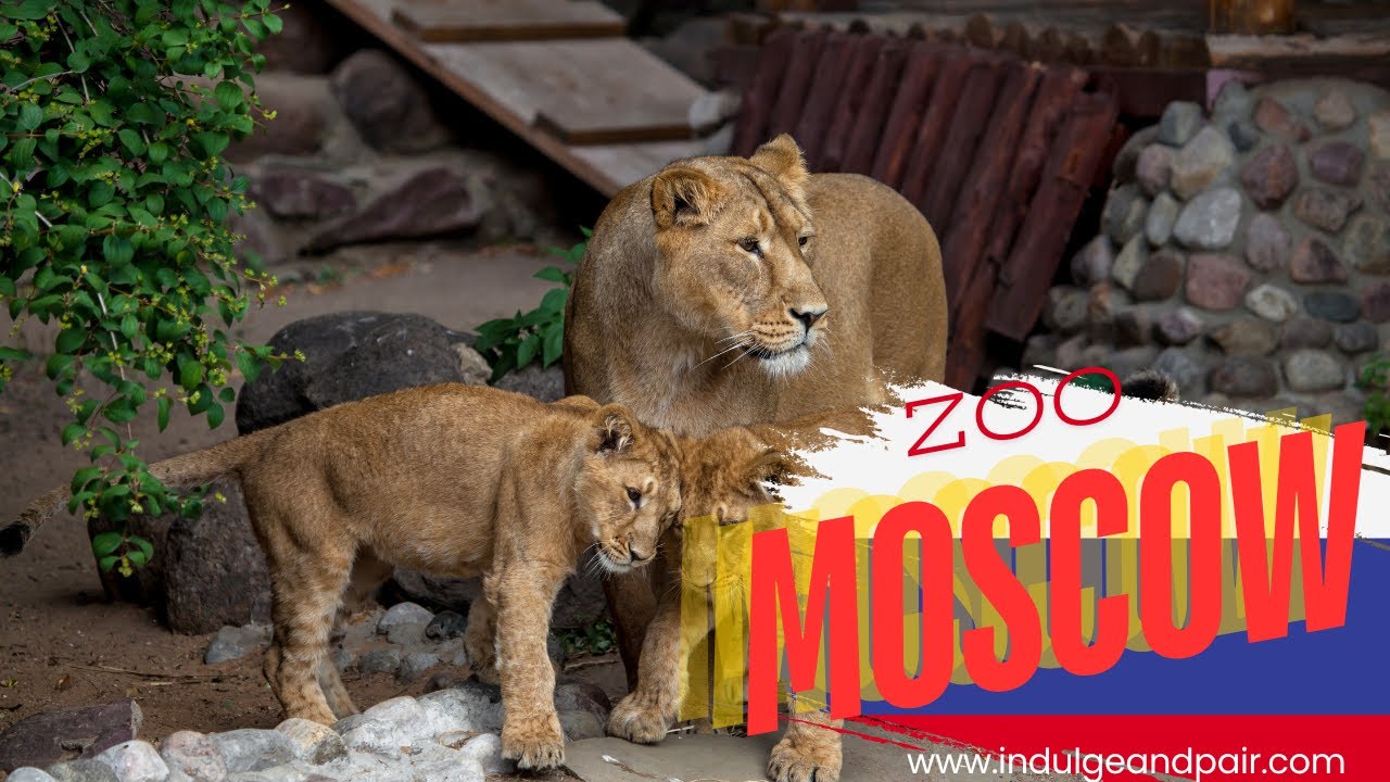 Aussie Family meets a Russian Bear at the Moscow Zoo!