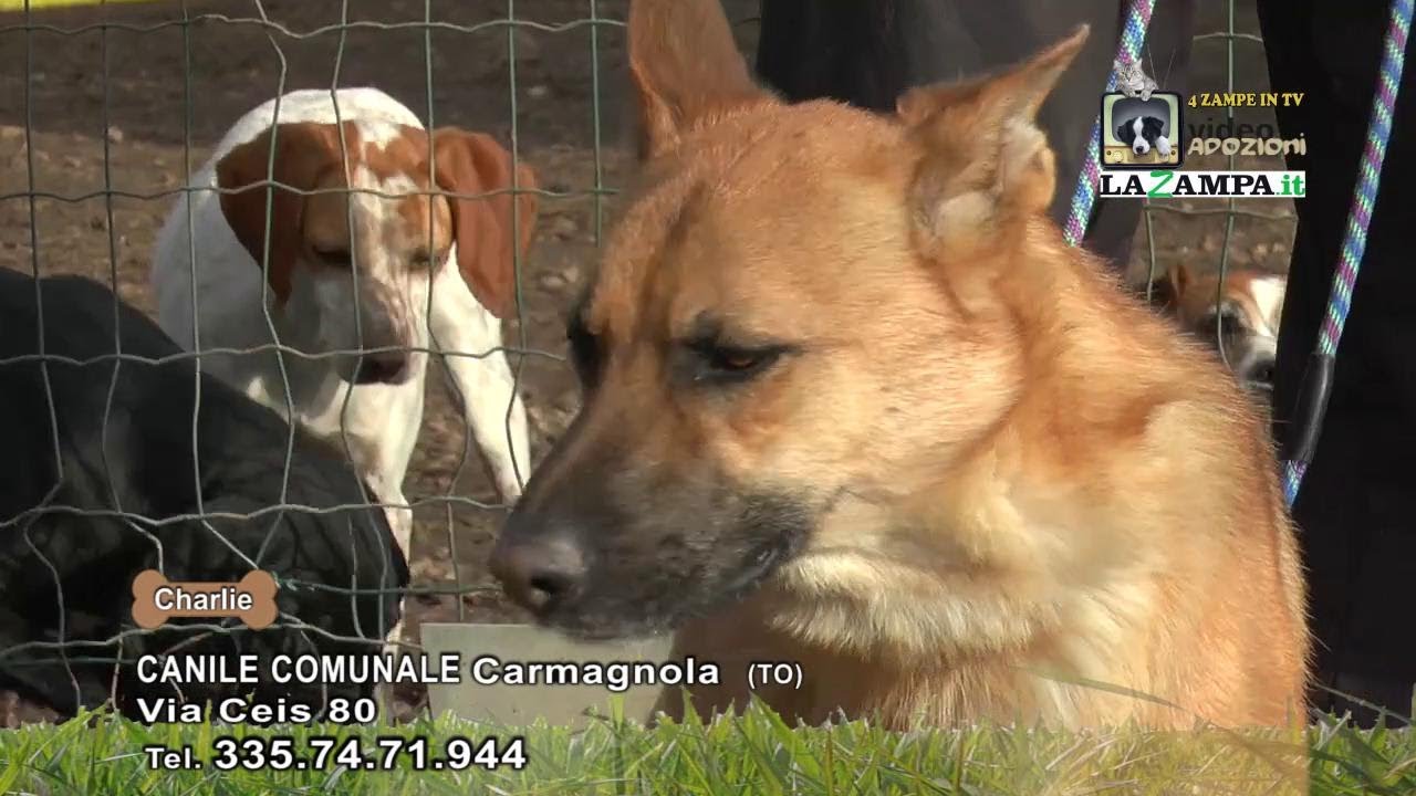 Videoadozioni Canile comunale Carmagnola (1050)