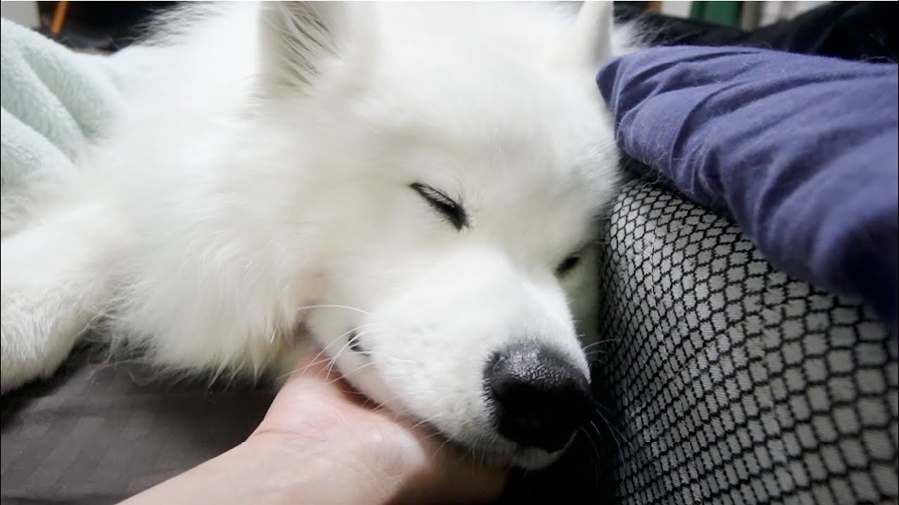 寝る時は大好きなママとくっついて寝たい甘えん坊な犬がかわいすぎる…