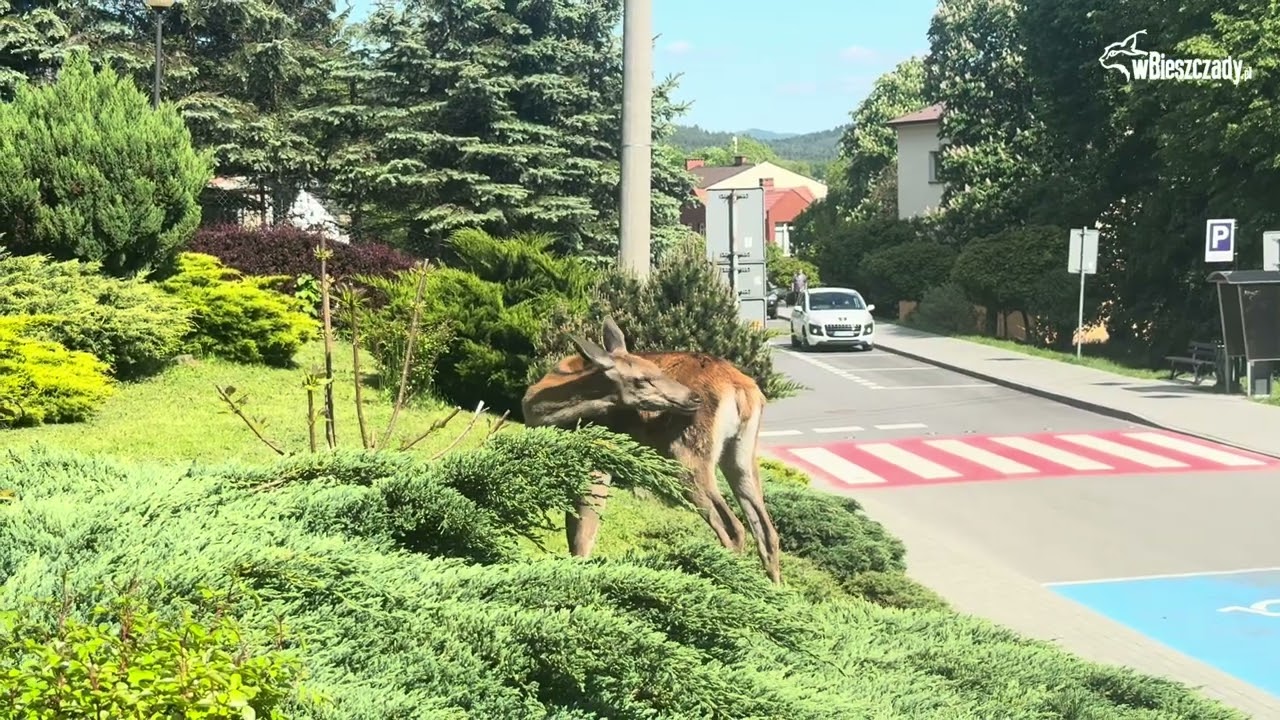 Dzika zwierzyna w centrum Ustrzyk Dolnych