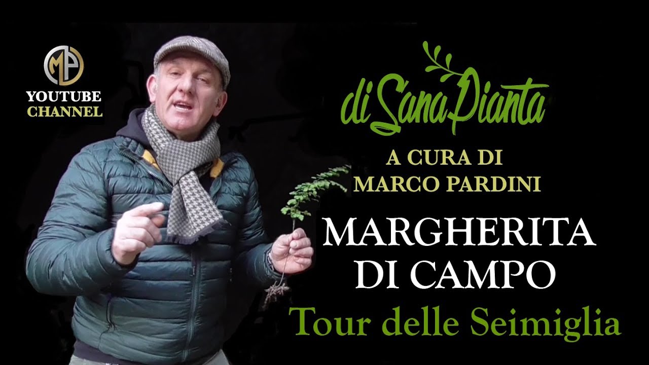 MARGHERITINA DI CAMPO