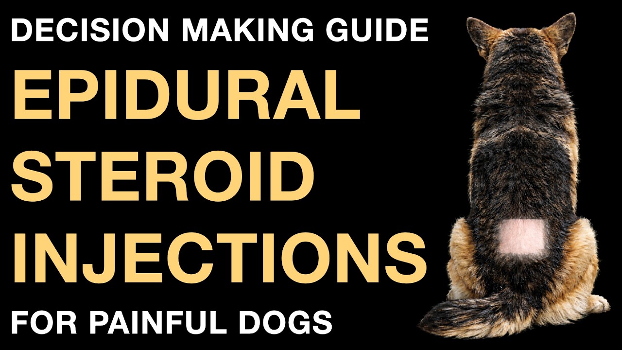 Epidural Steroid Injections for Dogs: A Decision Making Guide