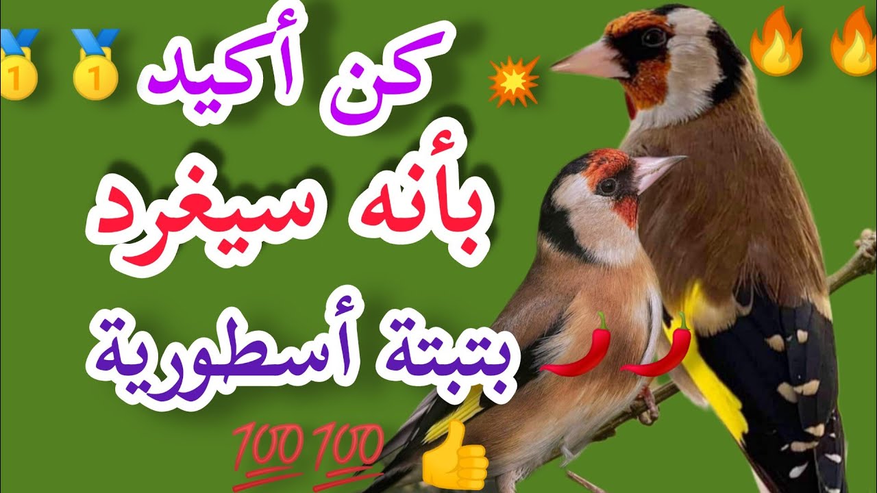 بتبتة لأجل حسونك، بتبتة و تستسة و نداء إناث الحسون الجماعية🔥لن يصمت الحسونك بعد سماعها، محفزة و قوية