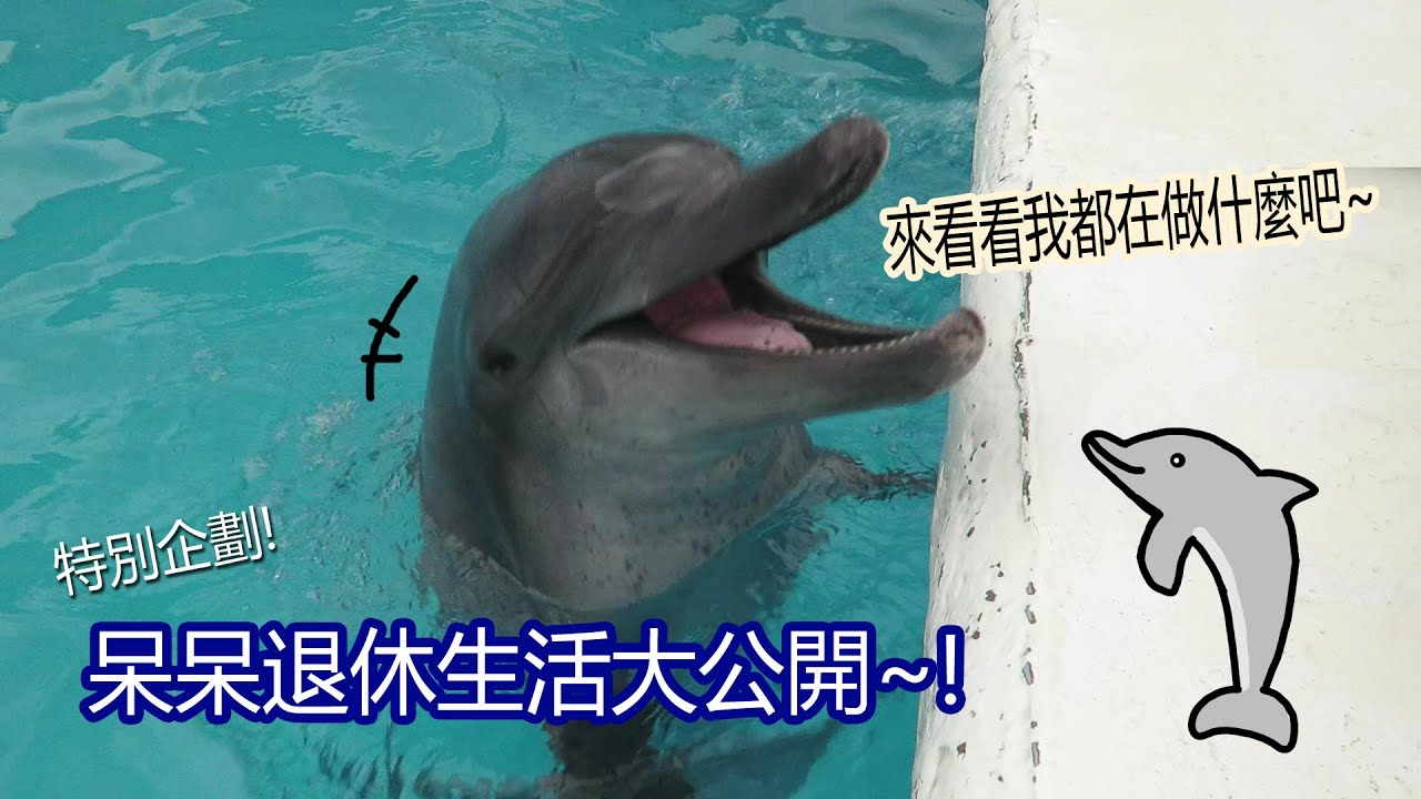 【海獸週記】特別企劃! 呆呆退休生活大公開~!