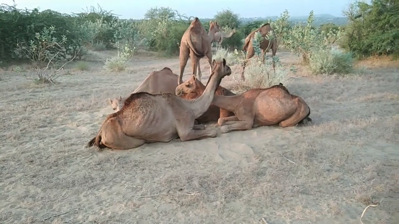 Peaceful Life of Camels in the Desert | Village Nature Scene
