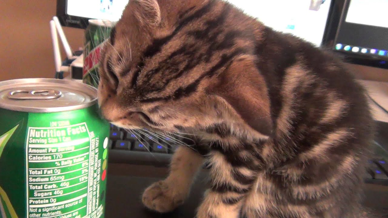 Mr. Meowgi Likes Mountain Dew