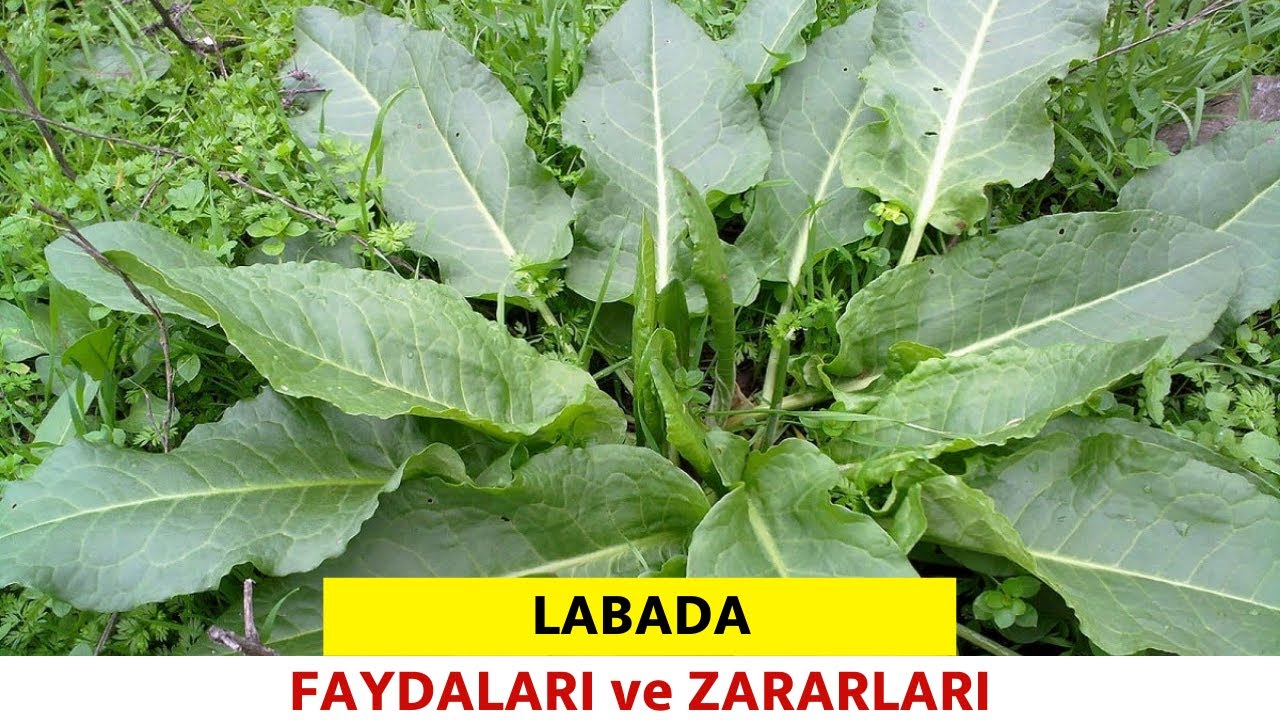 Labada Nedir Faydaları Nelerdir? Evelik Otu -  Pratik Bilgi Bankası