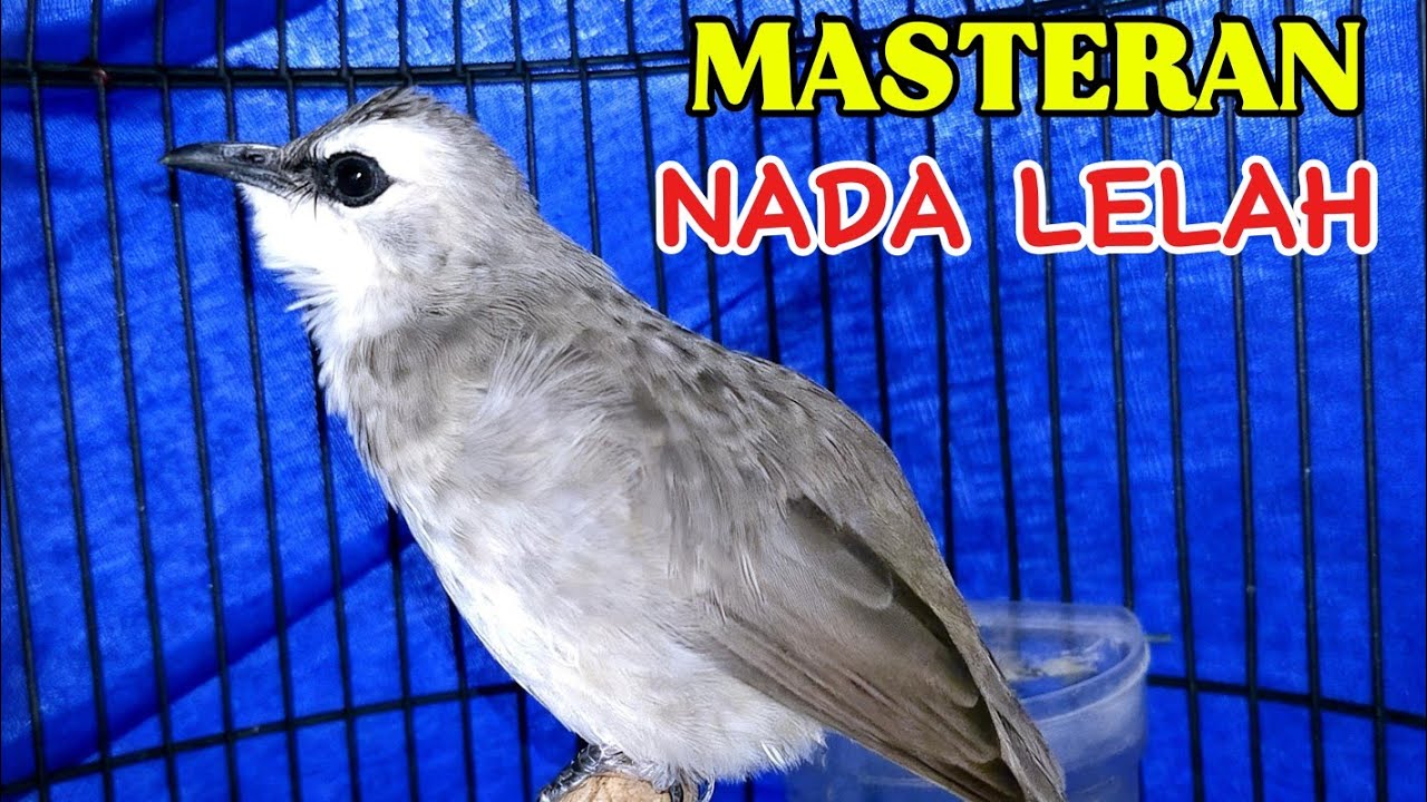 TRUCUK GACOR NADA LELAH yang SERING diCARI buat MASTERAN