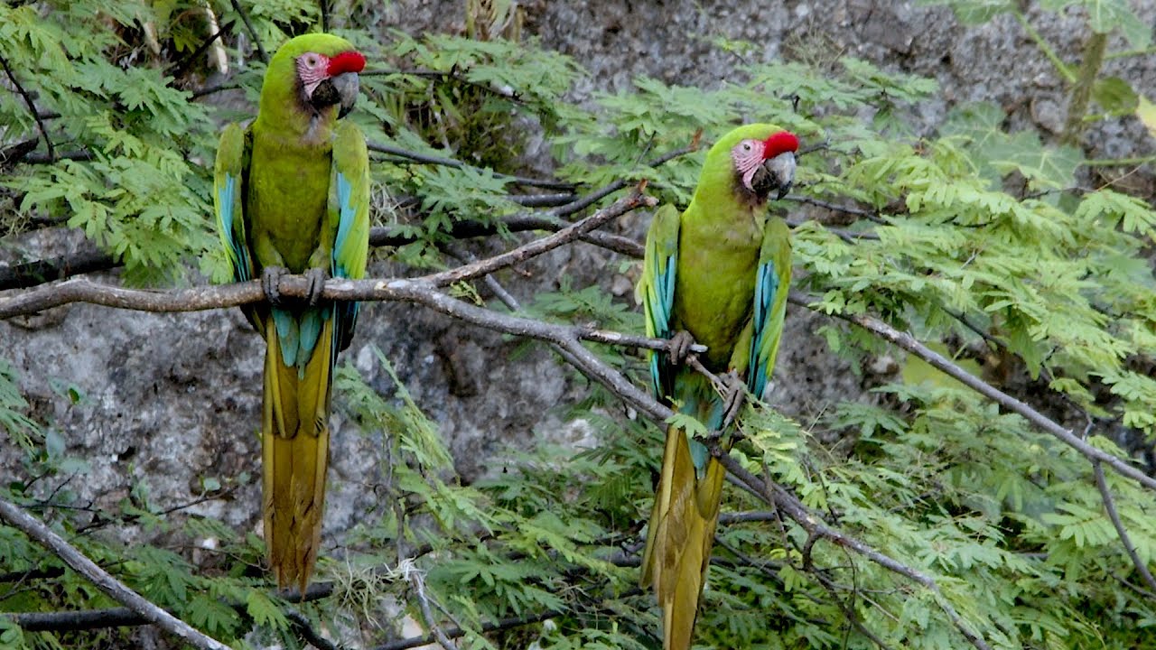Communities in Southern Mexico are Protecting Endangered Military Macaws