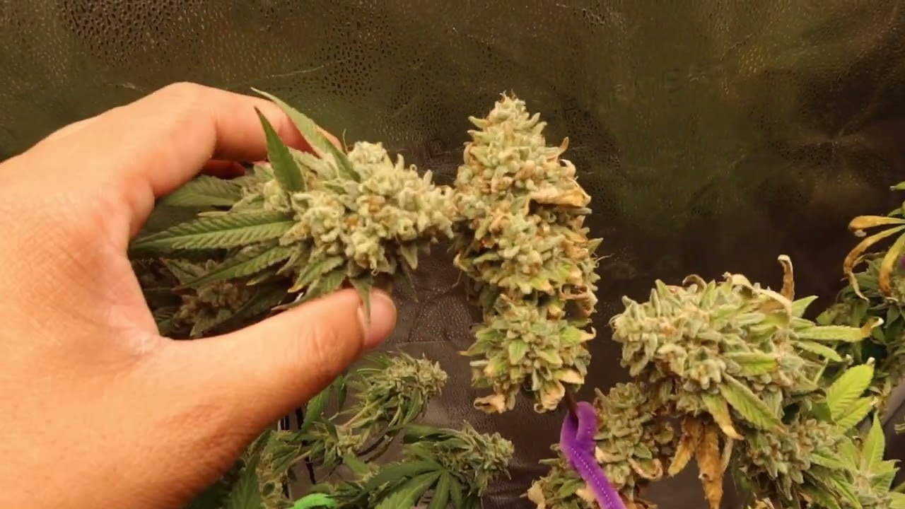 Week 9 Of Flower 🔥 Platinum KUSH MINTS (Almost Time To HARVEST)