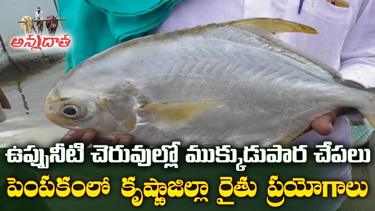 Indian Pampano Fish Rearing in Brackish Water Ponds & First Time in AP | ముక్కుడు పార చేపల సాగు