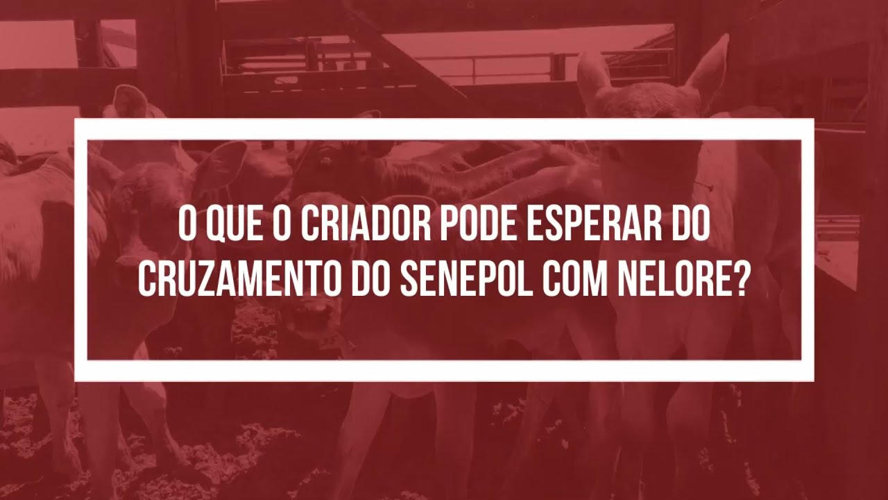 O que esperar do cruzamento SENEPOL x NELORE?