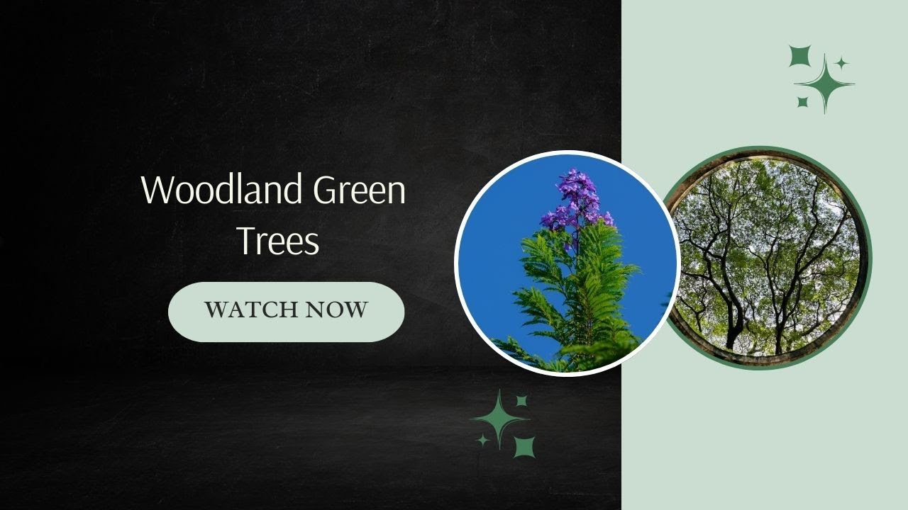 Natural Greenery Garden | Woodland Green Trees | Green Garden Photography Tips | Delectation Channel