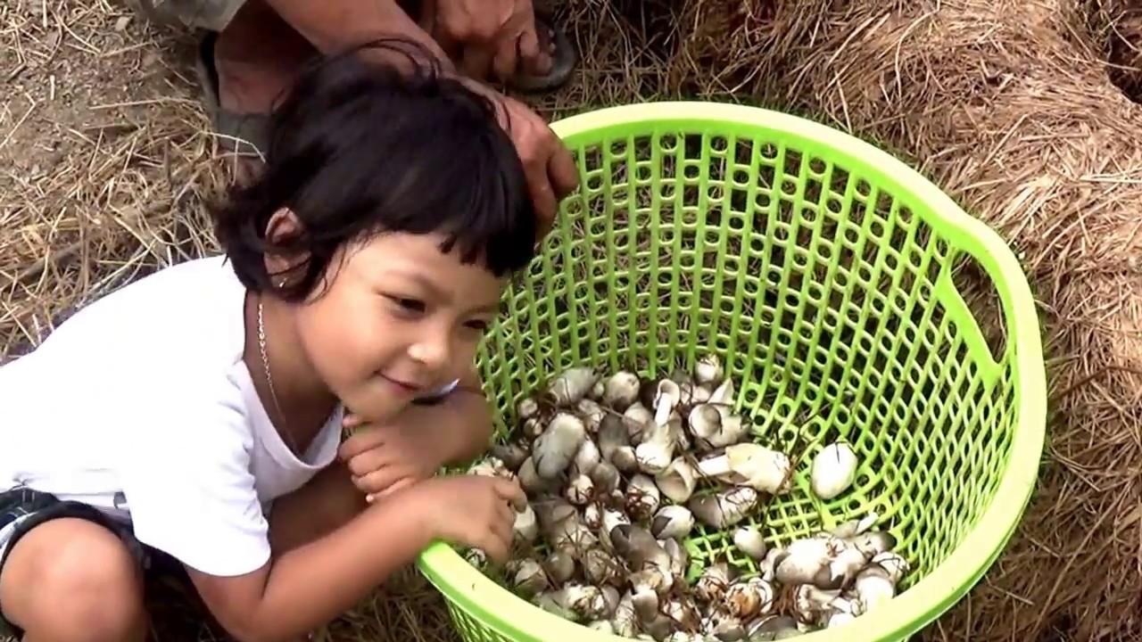 Người trồng nấm rơm trên bờ kênh Cây Me, Châu Lăng, Tri Tôn, An Giang 26/08/2018