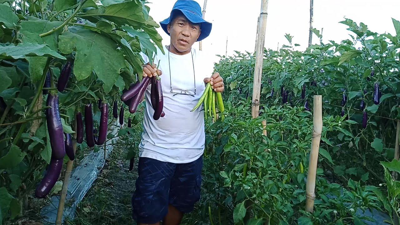 TALONG AT SILI INTERCROPPING