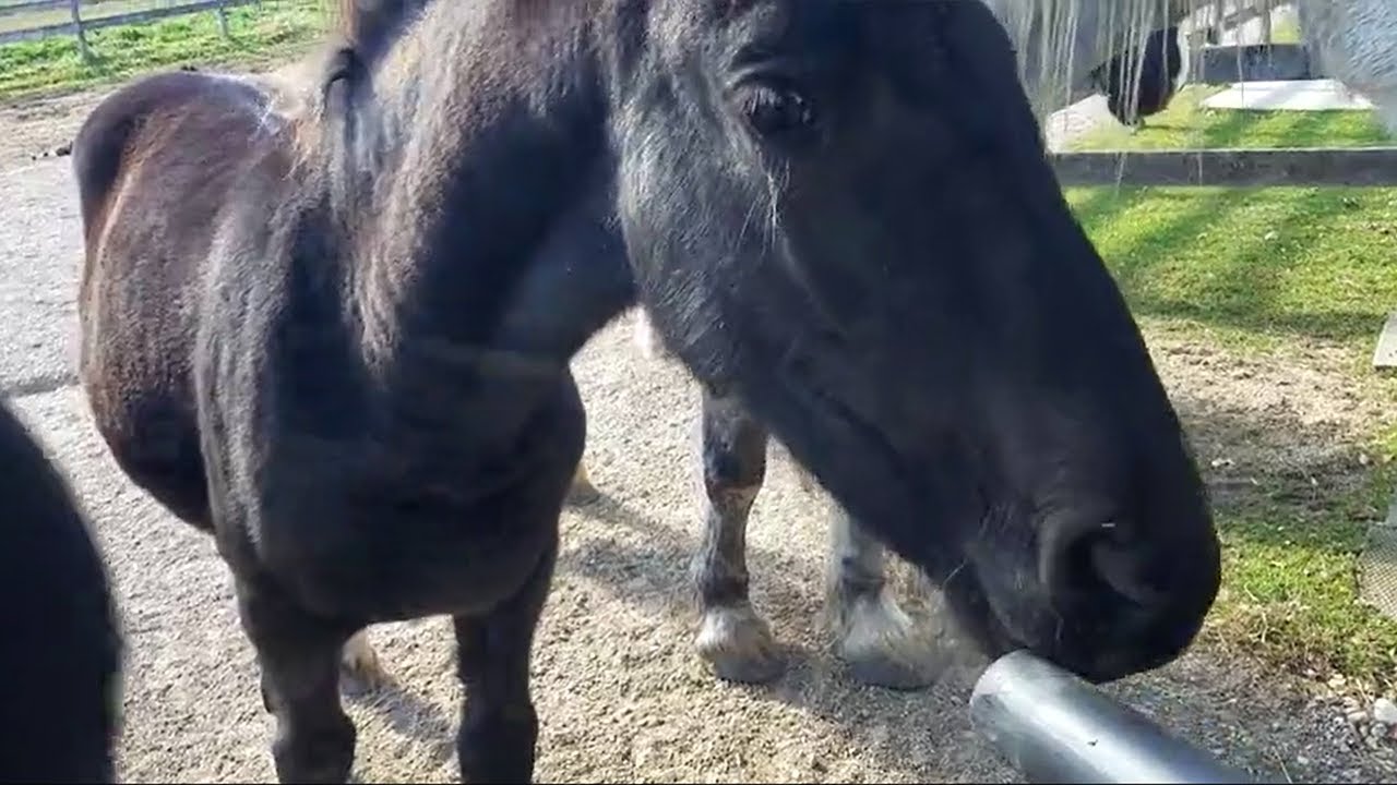 Young foal totally fascinated by vacuum