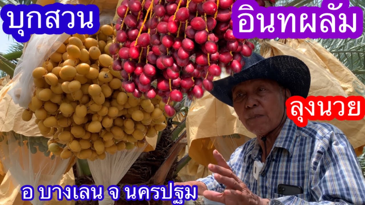 บุกสวน อินทผลัมลุงนวย อ.บางเลน จ.นครปฐม