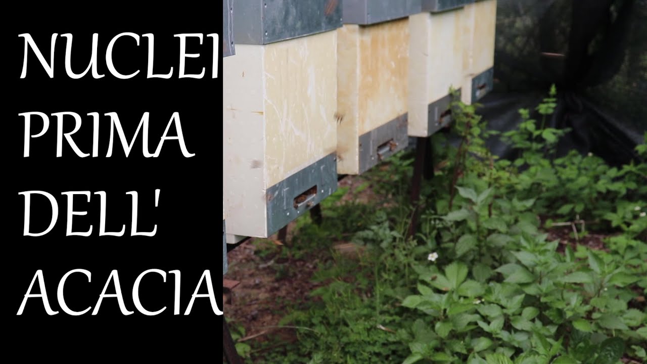 vlog#10   Nuclei prima dell'acacia