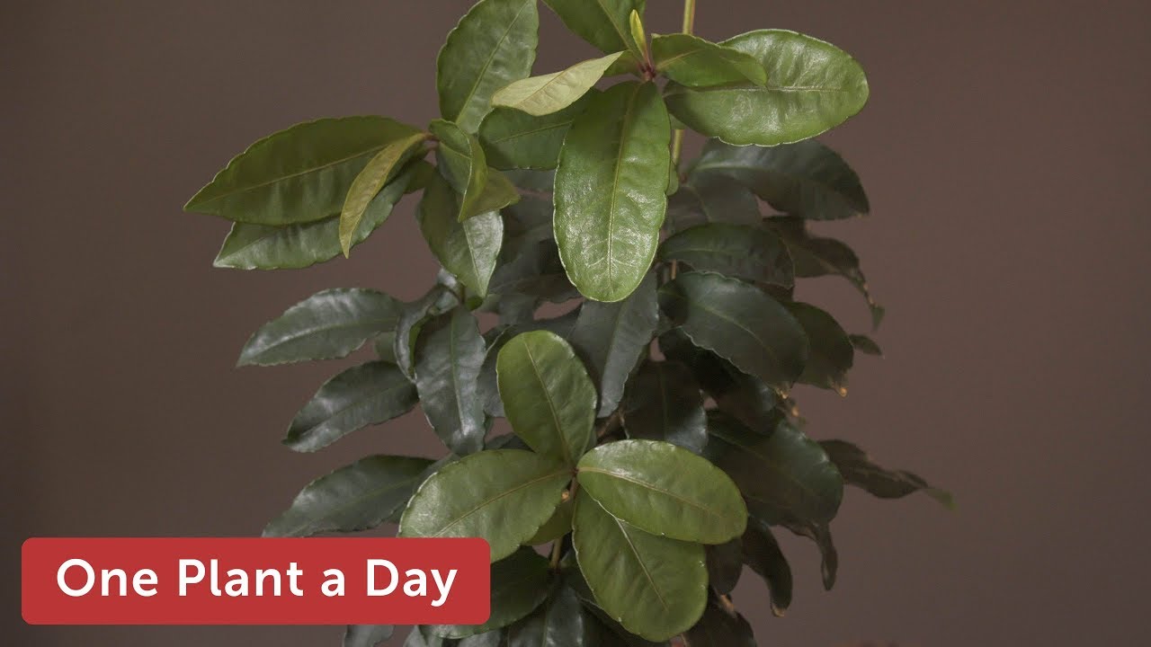 Ardisia crenata (Coral berry) Houseplant Care — 197 of 365