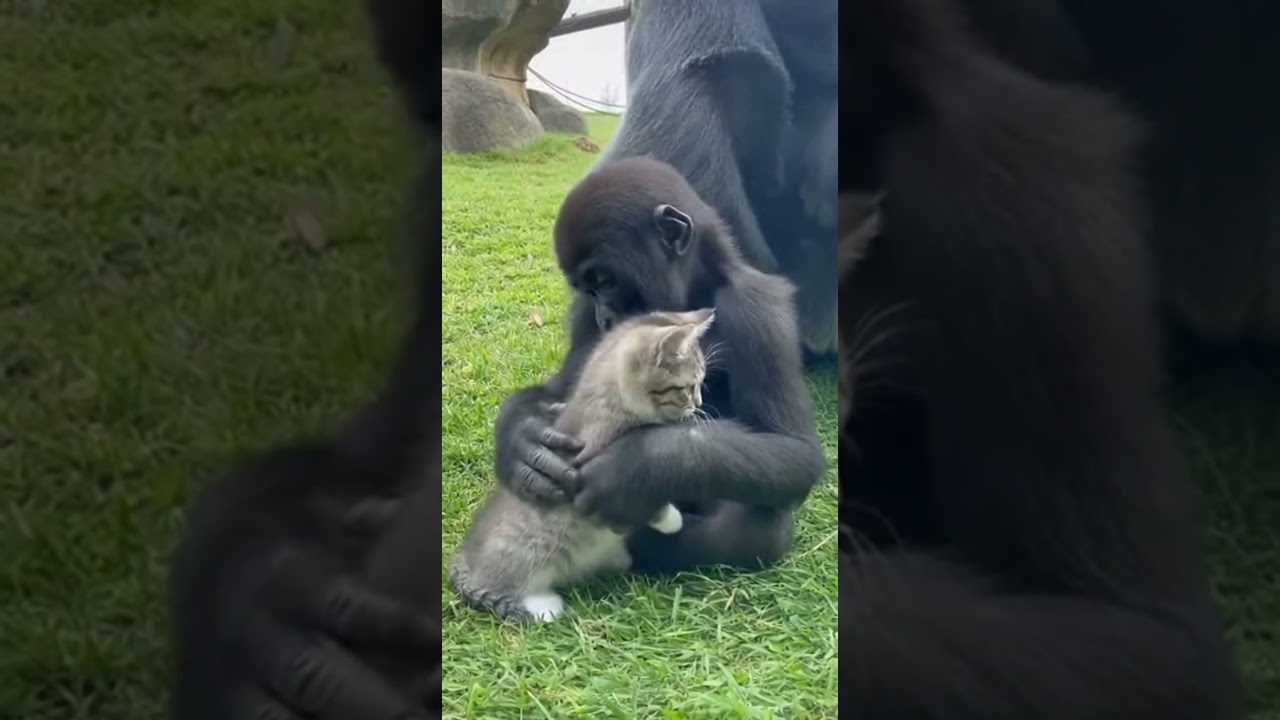 Baby gorilla has cat best friend in zoo exhibit