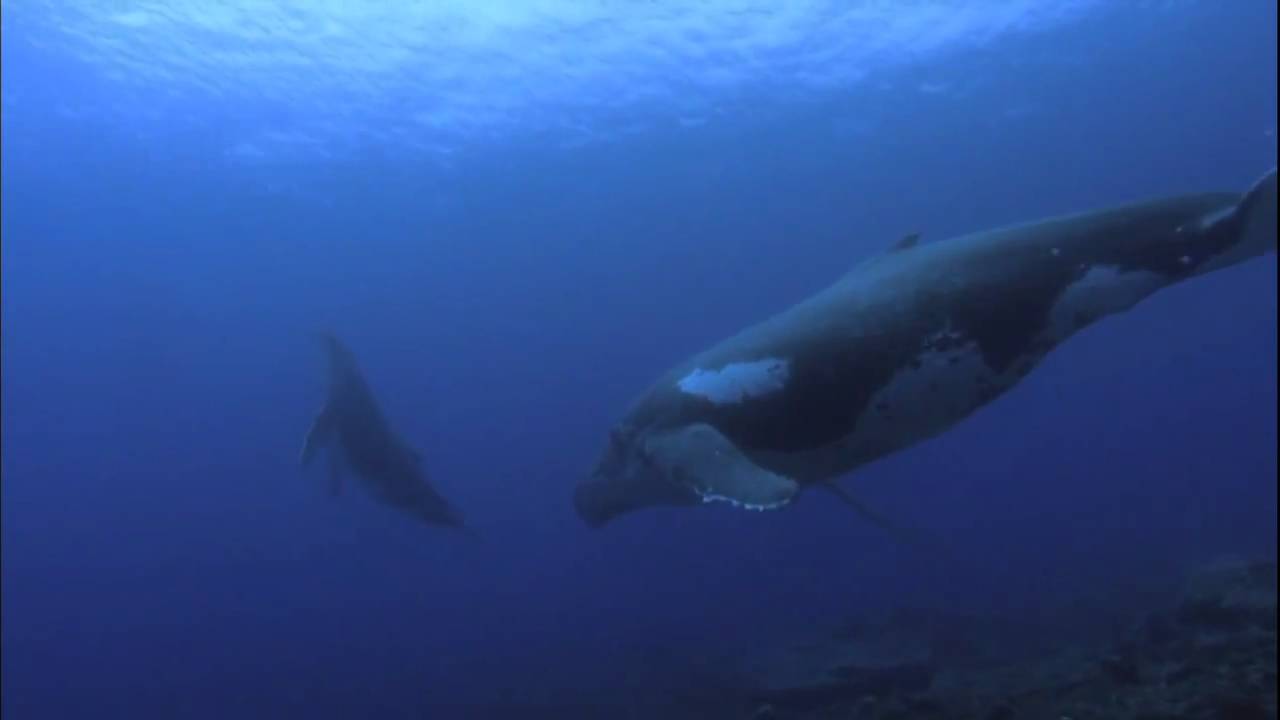 Ocean Odyssey 2010 720p part 4 (HD)