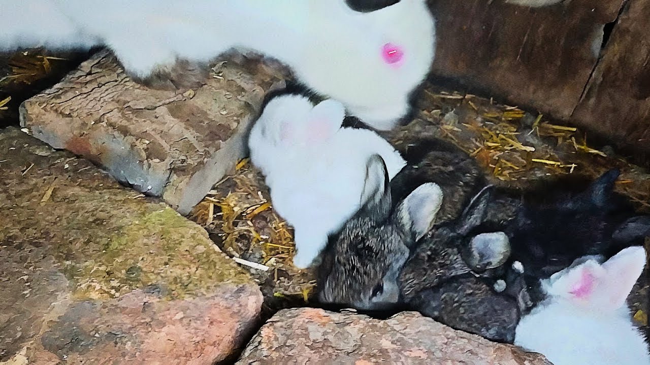 The rabbit attacked the newborn baby rabbits