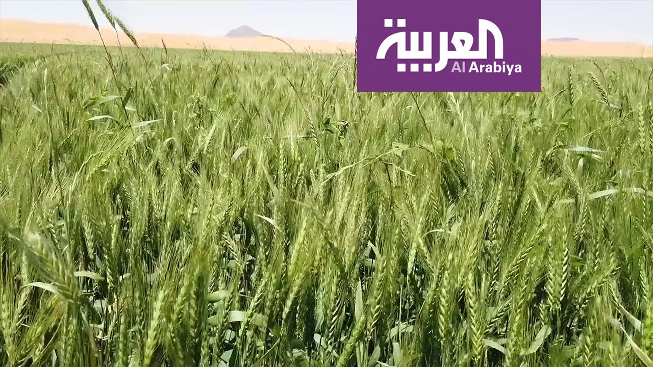 حائل تنتج ثلث الناتج المحلي من القمح في السعودية