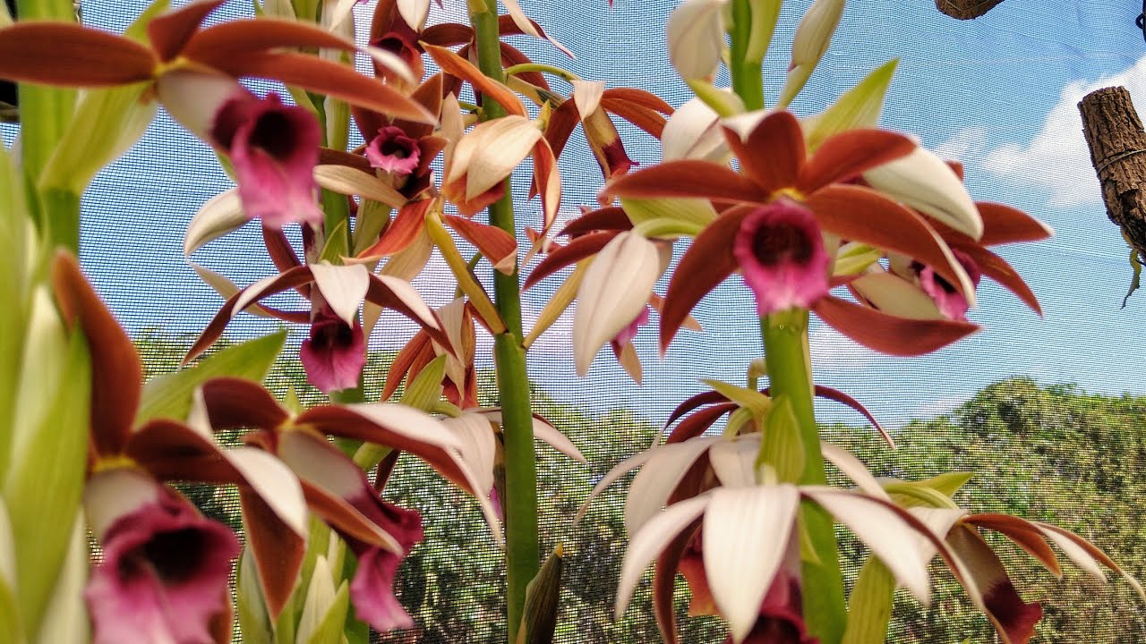 Orquídea Terrestre CAPUZ DE FREIRA / PHAIUS TANKERVILLEAE / AULA de como cultivar