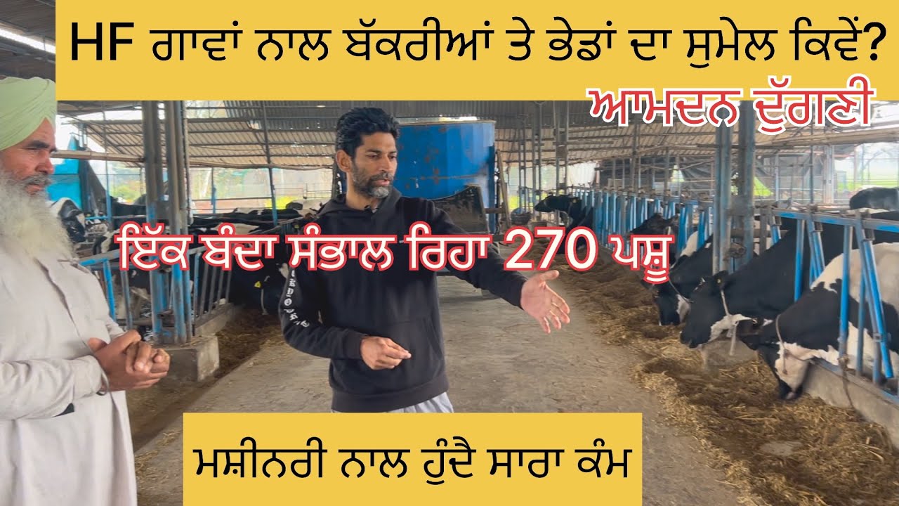 ਡੇਅਰੀ ਫਾਰਮ ‘ਤੇ ਇੱਕ ਬੰਦਾ ਸੰਭਾਲਦਾ ਗਾਵਾਂ, ਭੇਡਾਂ, ਬੱਕਰੀਆਂ 270 ਪਸ਼ੂ, ਮਸ਼ੀਨਰੀ ਨਾਲ ਹੁੰਦਾ ਸਾਰਾ ਕੰਮ, ਆਮਦਨ ਵੱਧ