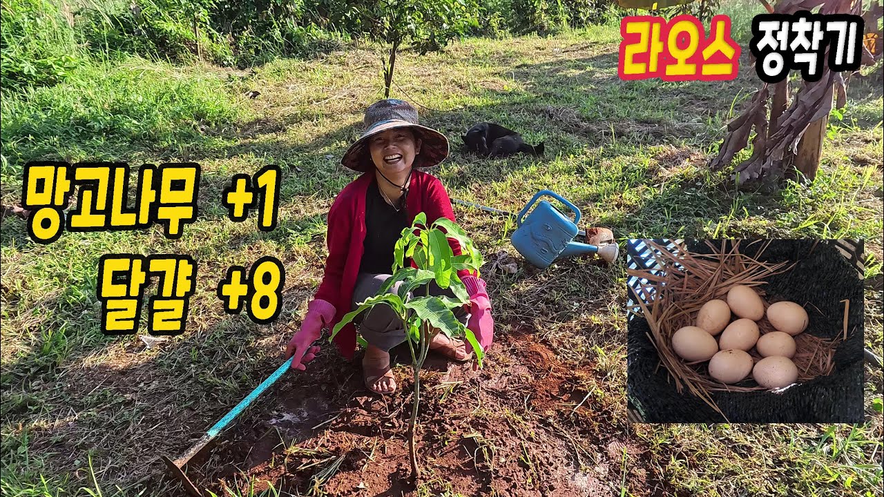 ep560 두리안 농장에 달걀 8개 + 되었습니다
