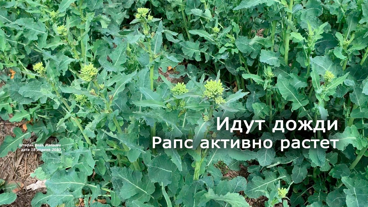 Идут дожди. Обработка на рапсе и состояние посева || 18.04.2023